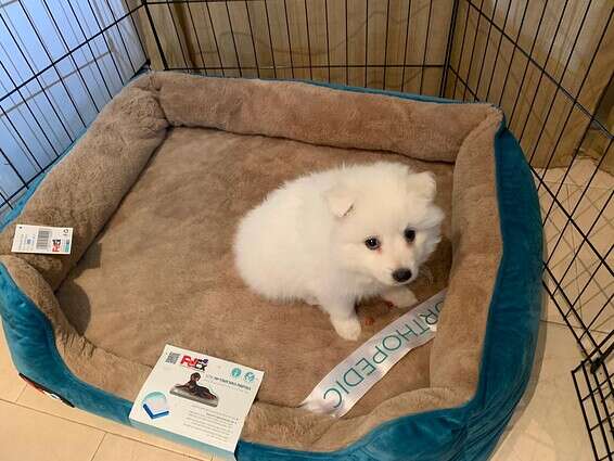 מיטה לכלבלב, בשלב הראשון יותר בשביל משחק ורביצה, לאחר חינוך לצרכים ניתן גם לתת לכלב לישון עליה לילות שלמים. מיטה של PetEx עם מזרן אורטופדי ואפשרות לכבס את הכיסוי, באדיבות "גג לחיות" // צילום: ליאור פלג 